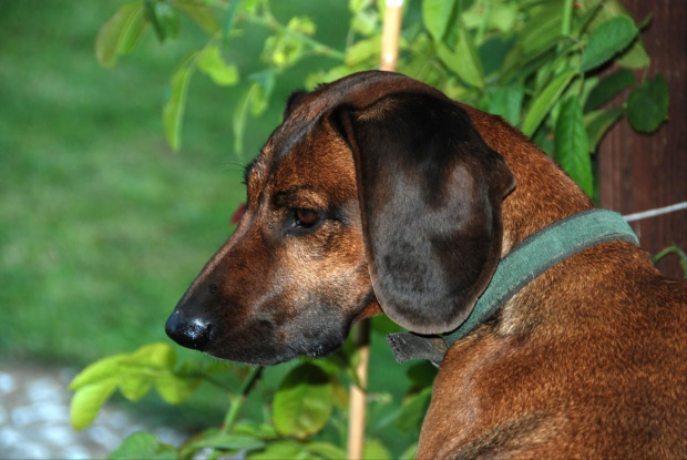 Lewy profil Korci wykonany przez znajomego Andrzeja jego aparatem ;-) #kora #pies #PosokowiecBawarski