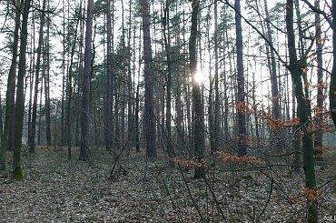 #las #widok #krajobraz #lasek #drzewa #słońce #zachód #leżajsk #lezajsk