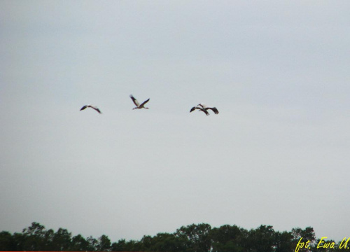 lecą żurawie :) #ptaki #żuraw #sejmik #odloty
