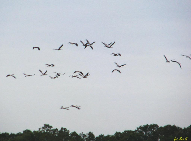 lecą żurawie :) #ptaki #żuraw #sejmik #odloty