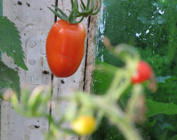 #pomidor #roślina