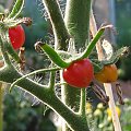 #pomidor #roślina