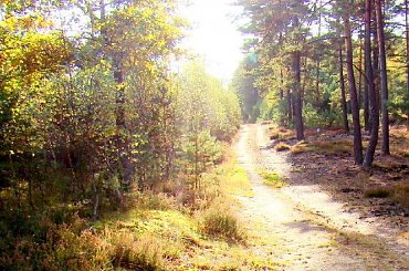 jeszcze wspomnienia z pleneru malarskiego .....:))) #las #BorneSulinowo