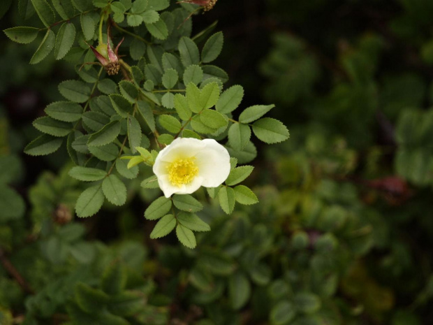 rosa spinosissima - kwiat