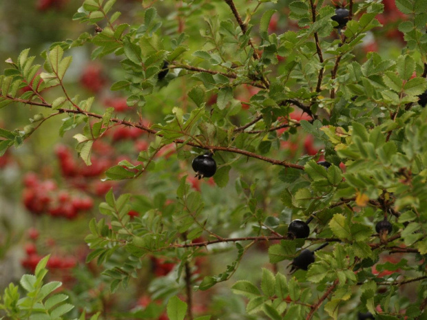 rosa spinosissima var. altaica owoce