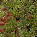 rosa spinosissima var. altaica owoce