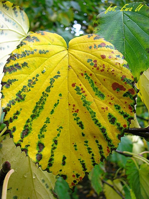 Żółty jesienny liść