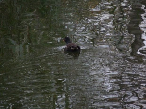 Kokoszka (kurka wodna)