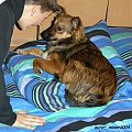 suczka Psotka - grudzień 2008 r #pies #psy #suka #suczka #pupil #PrzyjacilCzłowieka #hobby #PasjaZamiłowanie #ZwierzętaDomowe #PiesWDomu #PrzyjacielRodziny #wierność #zaufanie #bystry58