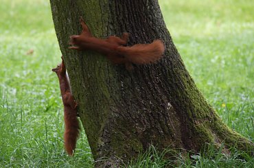 #wiewiórka #wiewiórki