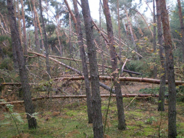 Las w Piaskach Wielkopolskich po nawałnicy z 23 lipca 2009 roku .