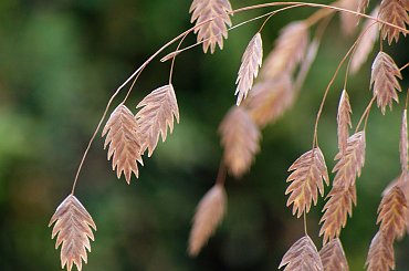 już długo rośnie w moim ogródku i nigdzie nie mogę znaleźć jej nazwy ... #trawy #jesień #ogród #makro