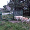 Rusz się Jurek przecież idziemy na spacer
