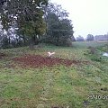 Kasztan przyzwoicie zrzucił liście w jednym miejscu
