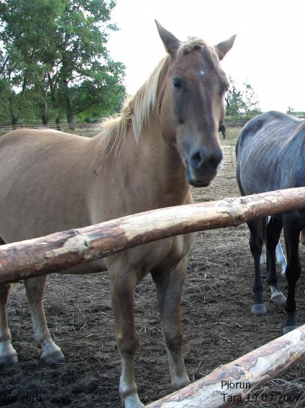 Piorun #fundacjatara #Tara #Piskorzyna #konie