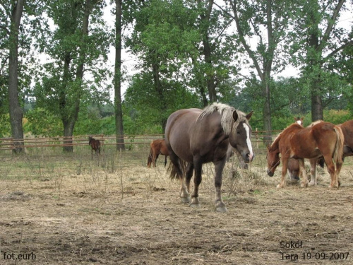 Sokół #fundacjatara #Tara #Piskorzyna #konie