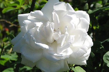 Roze,roze komu roze? #roze