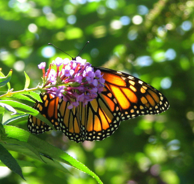 Wedrujacy monarcha - Danaus plexippus #motyle