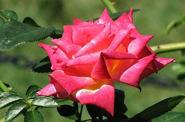 Roze,roze komu roze? #roze