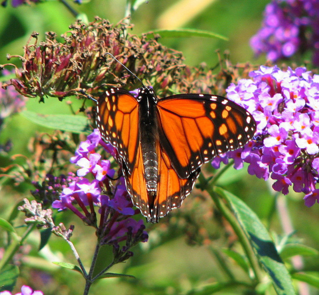 Wedrujacy monarcha - Danaus plexippus #motyle