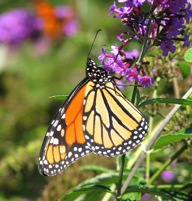 Wedrujacy monarcha - Danaus plexippus #motyle