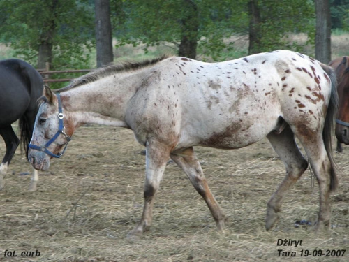 Dżiryt #fundacjatara #Tara #Piskorzyna #konie