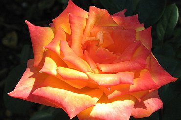 Roze,roze komu roze? #roze