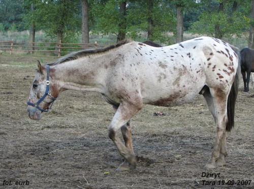 Dżiryt #fundacjatara #Tara #Piskorzyna #konie