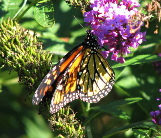 Wedrujacy monarcha - Danaus plexippus #motyle