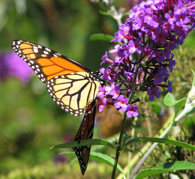 Wedrujacy monarcha - Danaus plexippus #motyle