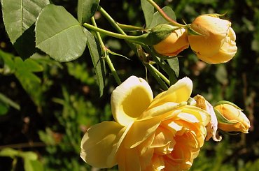 Roze,roze komu roze? #roze