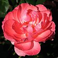 Roze,roze komu roze? #roze