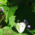 Bielinek kapustnik - Pieris brassicae #motyle
