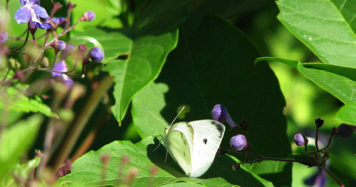 Bielinek kapustnik - Pieris brassicae #motyle