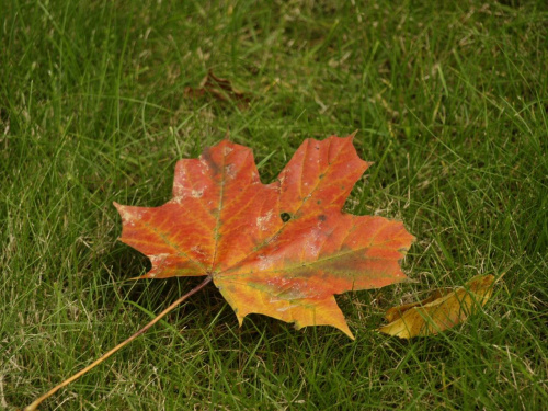 jesienny liść