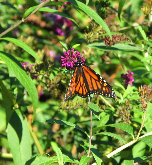 Wedrujacy monarcha - Danaus plexippus #motyle