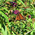 Wedrujacy monarcha - Danaus plexippus #motyle