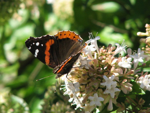 Rusalka Admiral-Vanessa atalanta #motyle