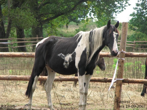 Ramirez #fundacjatara #Tara #Piskorzyna #konie