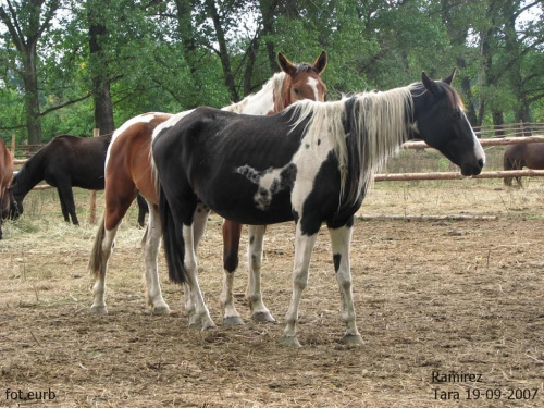 Ramirez #fundacjatara #Tara #Piskorzyna #konie