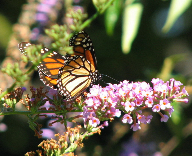 Wedrujacy monarcha - Danaus plexippus #motyle