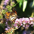 Wedrujacy monarcha - Danaus plexippus #motyle