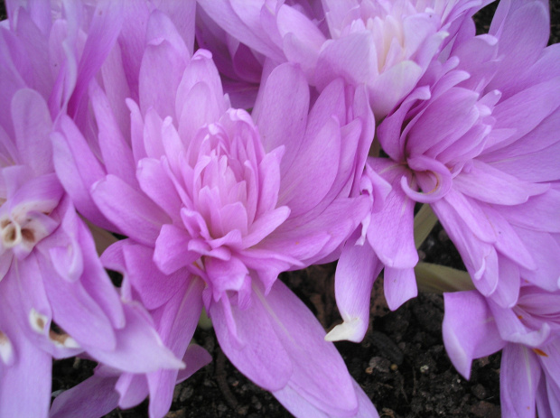 #Colchicum