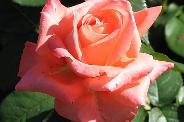 Roze,roze komu roze? #roze