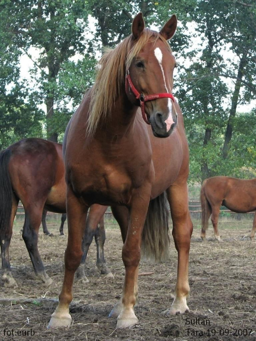 Sułtan #fundacjatara #Tara #Piskorzyna #konie
