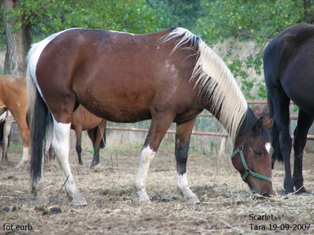 Scarlet #fundacjatara #Tara #Piskorzyna #konie