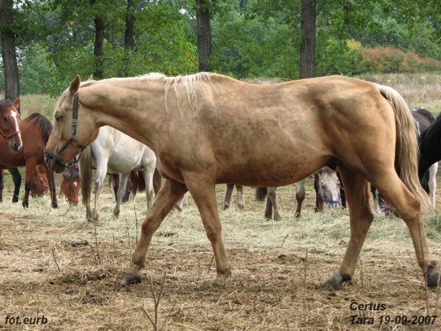 Certus #fundacjatara #Tara #Piskorzyna #konie