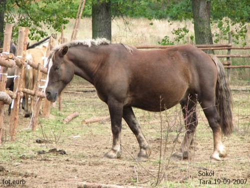 Sokół #fundacjatara #Tara #Piskorzyna #konie