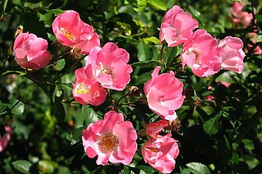 Roze,roze komu roze? #roze