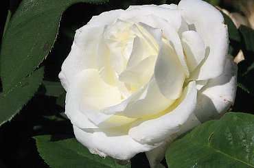 Roze,roze komu roze? #roze